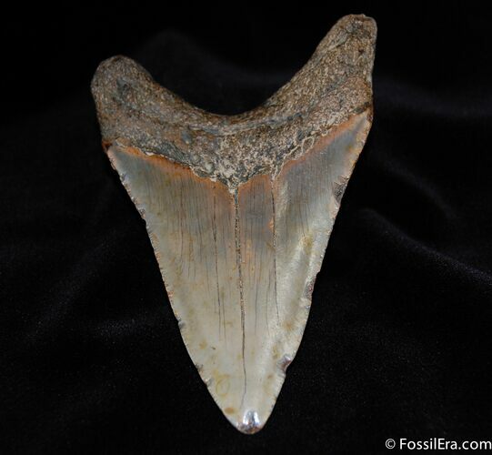 Inch Megalodon Tooth - Great Color #94